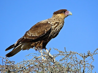 falcon2